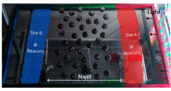 Physical Kilobot arena used to test collective decision-making in the presence of zealots.