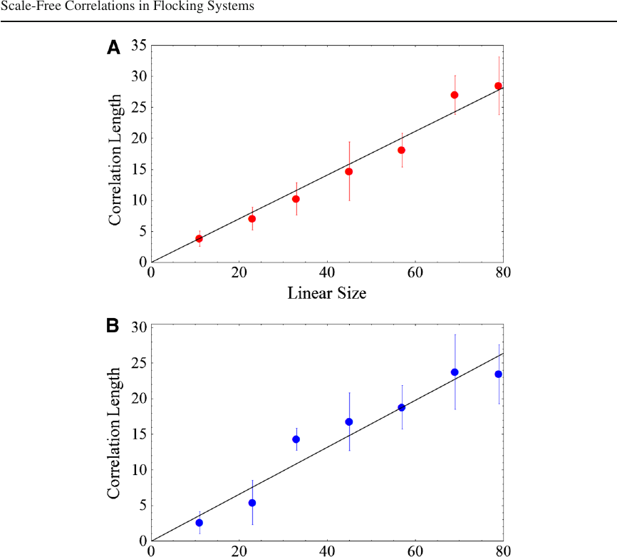Correlation lengths of velocity and speed fluctuations plotted against linear group size, showing approximately linear scaling.